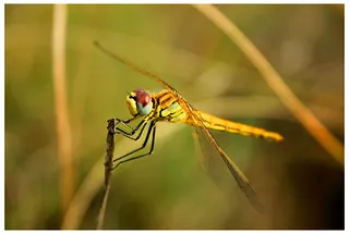 Sunset Dragonfly