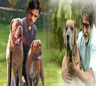 arvind