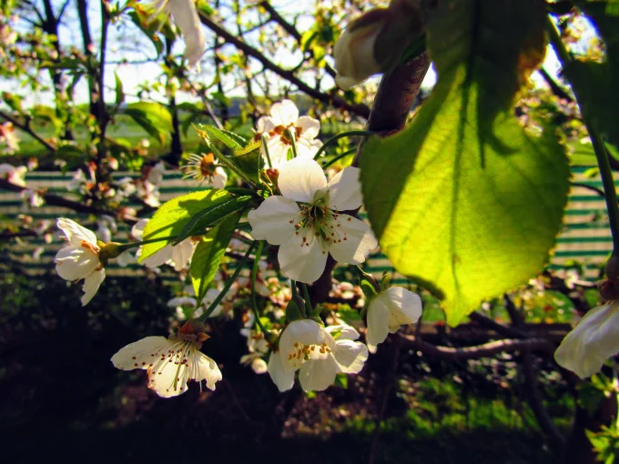 Sunlit White Blossoms on a Spring Tree