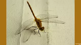 Netted Wings