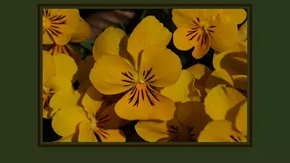 Fancy Pansy