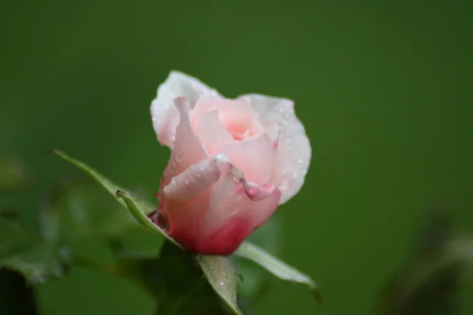 Soft Pink Rosebud with Morning Dew