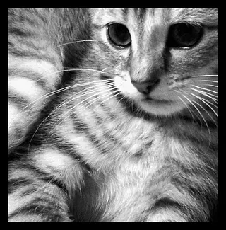 Kitten