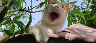 Cat That Is Sitting On Top