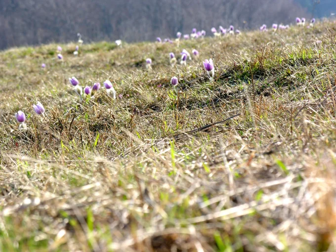 Purple Pasque Flowers Scattered Across a Spring Meadow