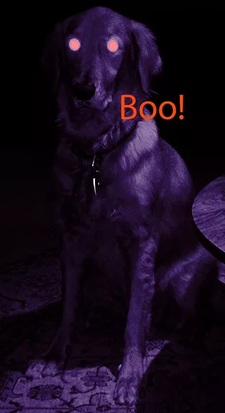 Devil Dog