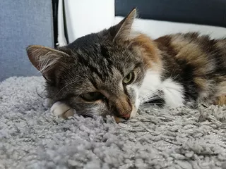 Cat Laying On Top Of A Carpet