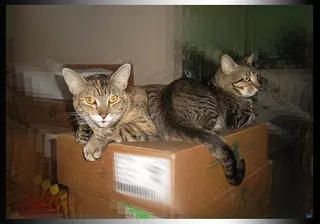 Best Friends