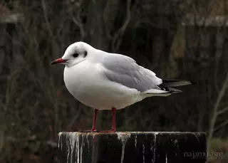 Bird