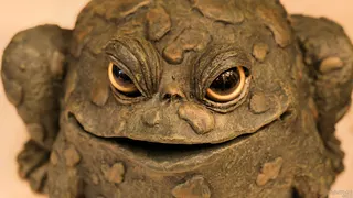 Frog Eyes
