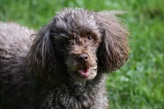 Poodle dog