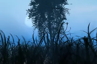Dream