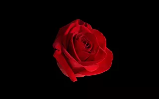 Rose Wallpaper