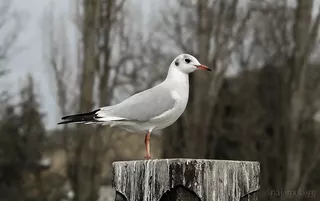 Bird