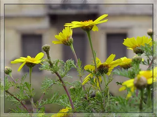 Daisies & Old House