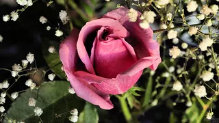 Rose Midst