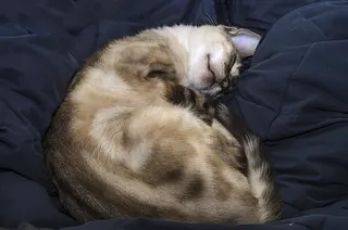 Napping