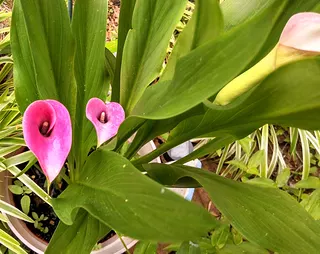 Orchids1