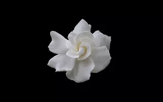 Gardenia 1920 X 1200