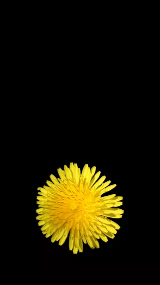 Flowers Cell Phone Wallpaper 1080 X 1920