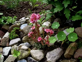 Sempervivum arachnoideum