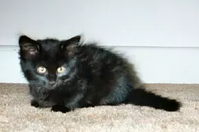 Kitten