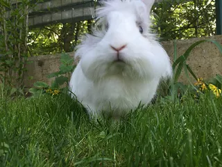 Rabbit