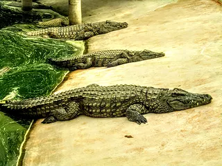 Crocodile