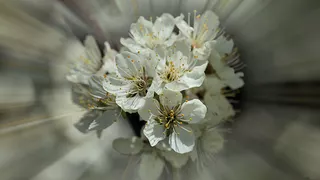 Flowerets