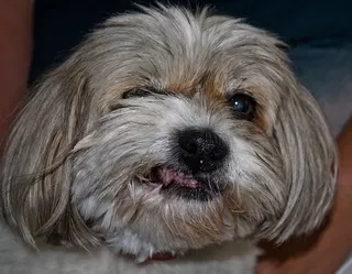 Dolly