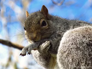Shy Squirrel