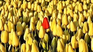 Red Tulip