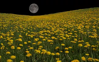 Dandelion Moon