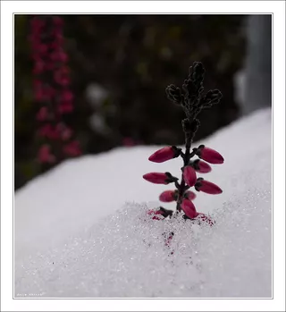 Erica carnea