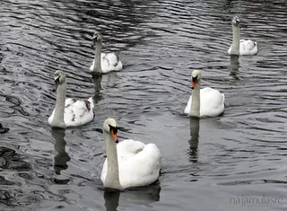 Water Patrol