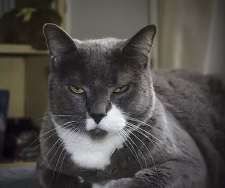 Sammy