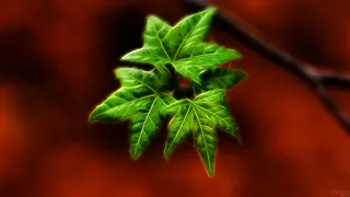 Foliage