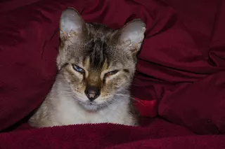 Bobcat