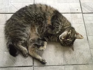 Curled Up Tabby Cat Resting on a Tiled Floor