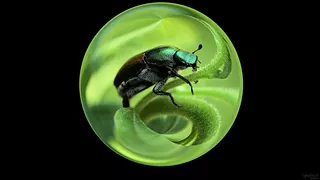 Bug Ball